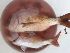 Pinkys at St Helens Geelong Victoria Australia