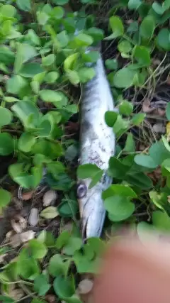 Barracuda 8 pound