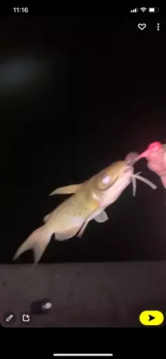 My nephew's catch looking for identification