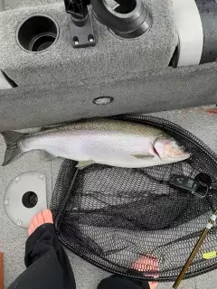 14 lb rainbow trout