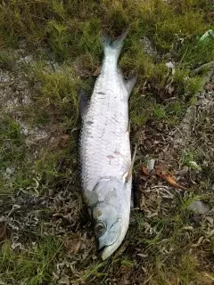Silver King (Tarpon)