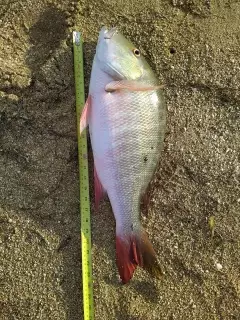 Mutton Snapper