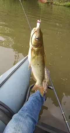 Catfish, put in at Sangchrist Lake Sicily, Illinois