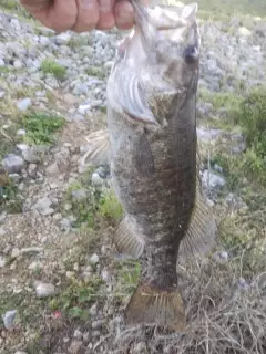3 lb  17"  small mouth