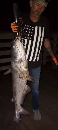 18.6 lb Blue Cat