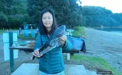Blue cod pandemic, every cast brings a blue cod  in Marlborough, New Zealand