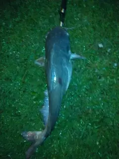 12 lb blue cat