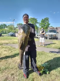 Big Flathead Catfish
