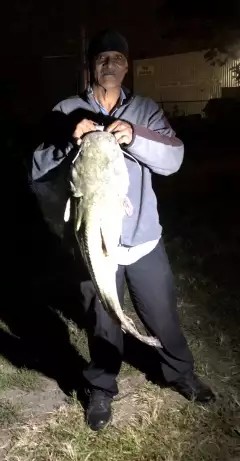 Flathead Catfish