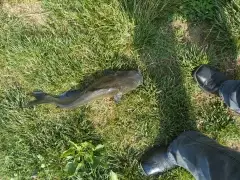 Delaware River Catfish