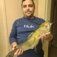 Sagami river catfish