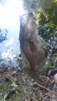 1st crappie from my newly purchased home pond