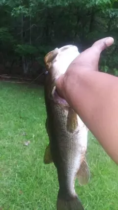 4lbs