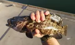 Estuary Cod.