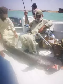 Cobia 40kg