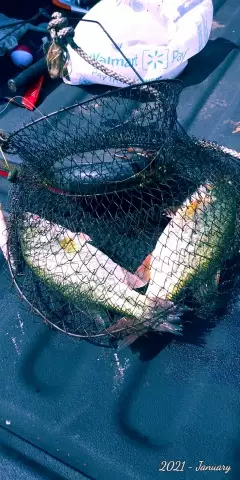 Two bass