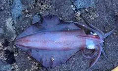 Squid just before dark, On a Yamashita pink squid jig