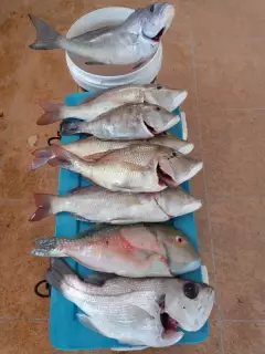 5 Grass Sweetlip, 1 Venus Tuskfish, 1 Pearl Perch and 2 Morwong.