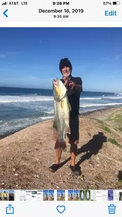 Snook 47 lbs