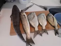 Flathead, 40 cm Whiting, a couple of Tarwhine and a Bream