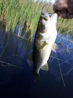 Harris Chain Lake Dora Medium size Bass 6.5 lb.