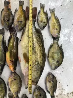 Largemouth