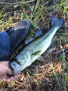 Bass all day