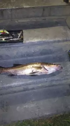 Snook
