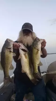 black bass