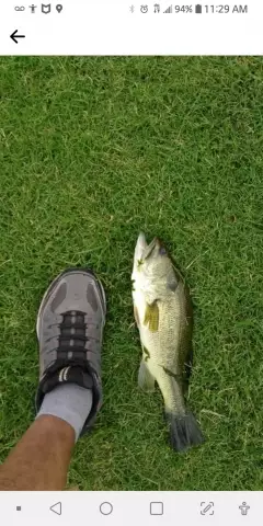 Bass