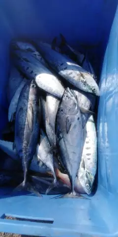 tuna