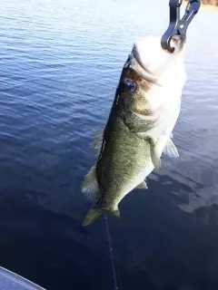 3 lb. Bass Lake Yale