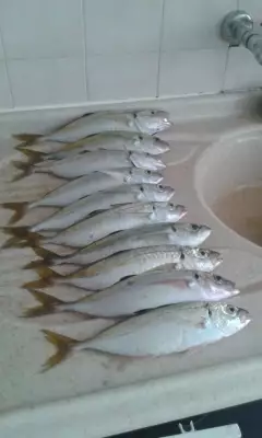 horse mackerel yellow tail