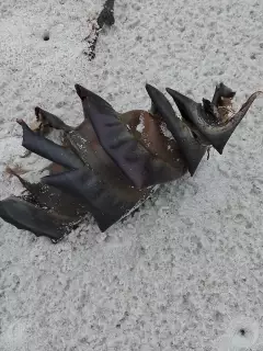 Port Jackson Shark Egg Case