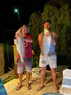 Mulloway