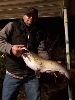 Channel catfish
