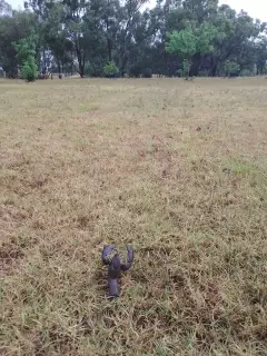 Large Yabbie