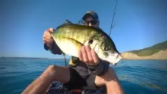 Trevally on lure