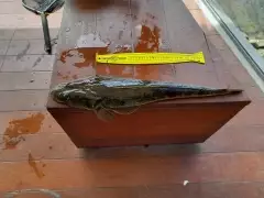 63 CM Flathead