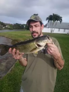 Largemouth bass