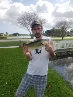 Largemouth bass