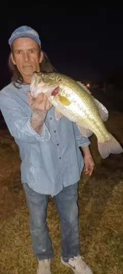 Bass