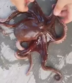 octopus (used a lure)