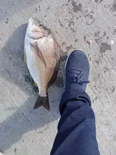 Bream from jetty