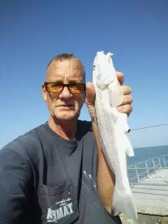 Non-stop on the big whiting. 3-18-22. SW Florida