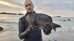 What is this fish please?