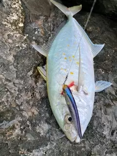 Orange Spotted Trevally #AbuDhabifishing