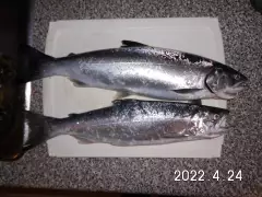 2 coho salmon, my 1st catch this spring.