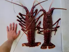 Tasty crayfish