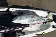 16kg Yellowtail Kingfish (kingi)